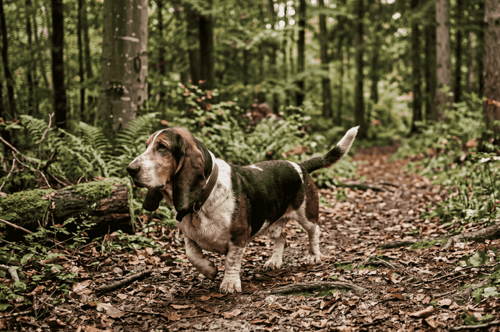 Basset Hound im Wald