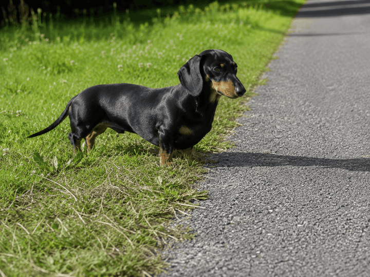 Dackel schaut auf heißen Asphalt