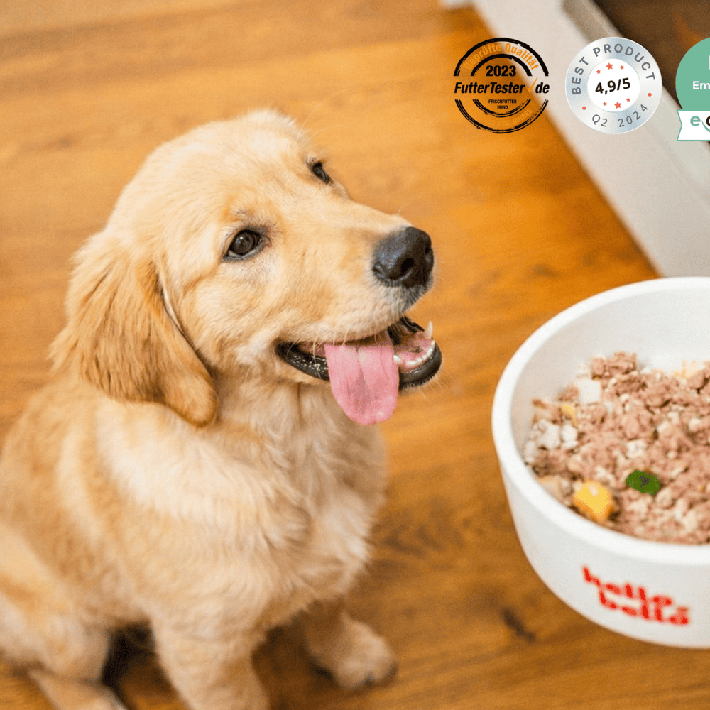 HelloBello's firsch gekochte Hundefutter im Test  So bewerten unabhngige  Plattformen