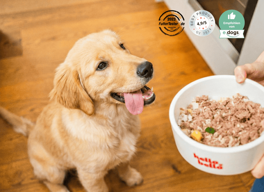 HelloBello's firsch gekochte Hundefutter im Test  So bewerten unabhngige  Plattformen