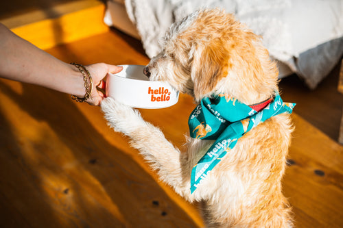 Futtermittelallergie beim Hund: Symptome und das richtige Futter