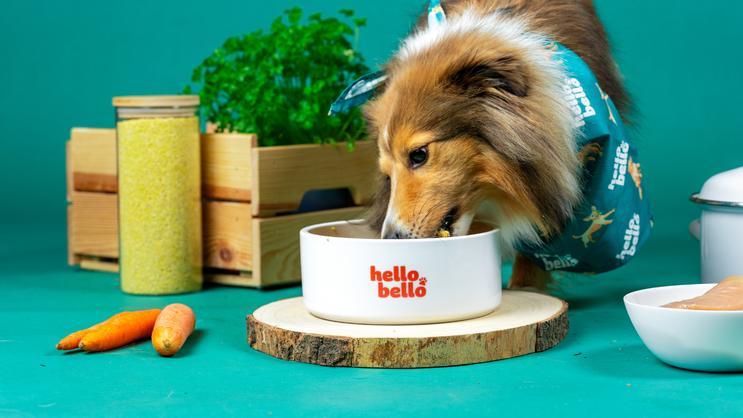 hundeleine für zwei hunde Zwillingsleine - Hundeleine für 2 große Hunde ab 20 kg main image 1