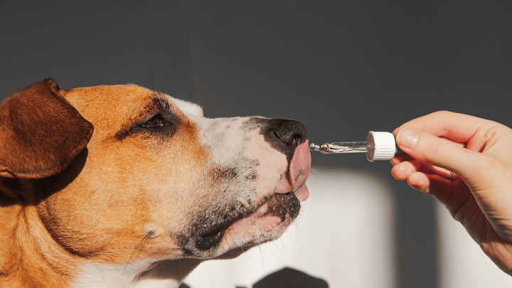 Hund schleckt an Hanföl