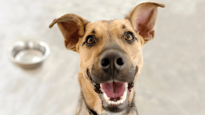 Glücklicher Hund