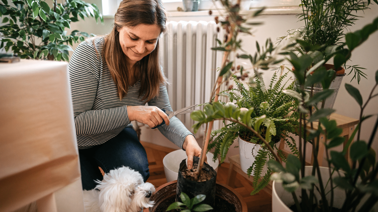 4 sichere Zimmerpflanzen fr Hunde & absolute No-Gos  HelloBello