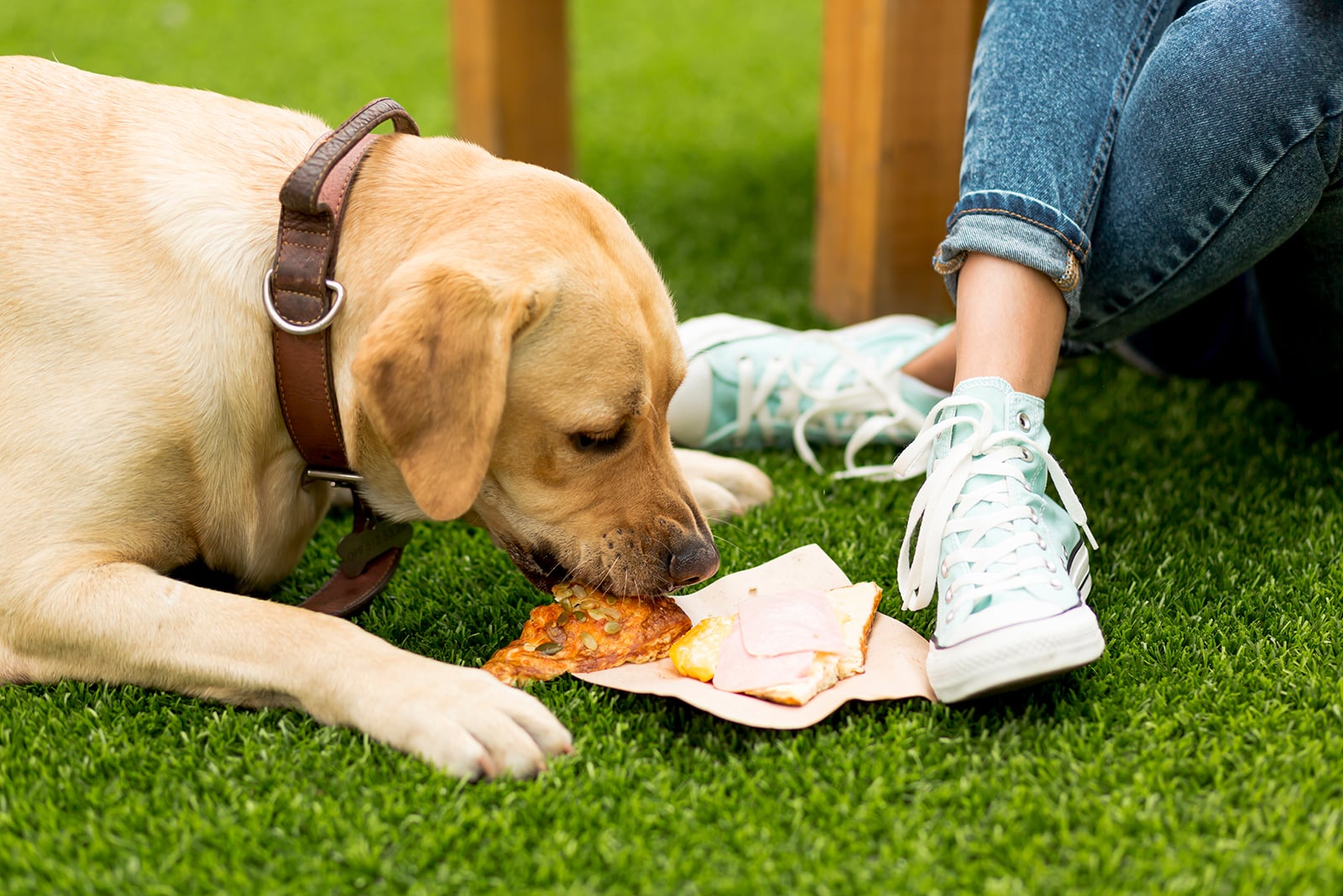 Was drfen Hunde nicht essen? Die groe Liste & Tipps  HelloBello