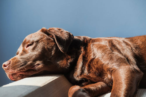 Alles Wichtige zum Labrador Retriever