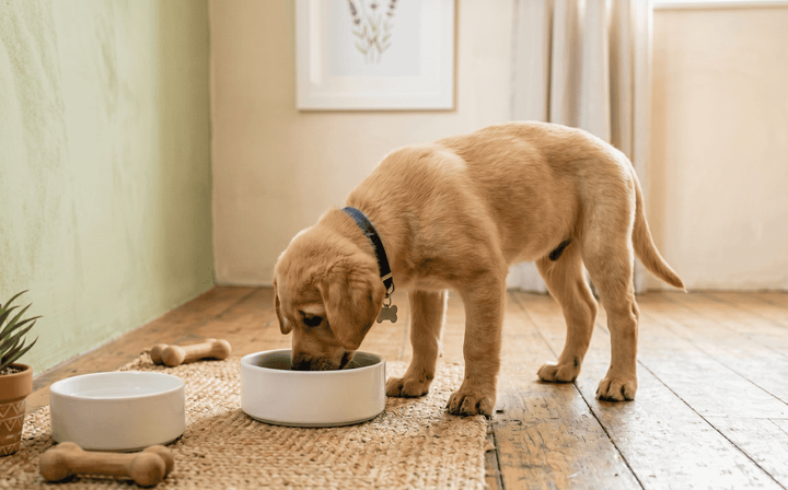 Labrador Retriever Welpe frisst aus Napf