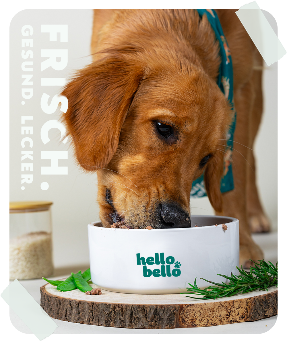 HelloBello Frischfutter mit Rind Cowgenuss