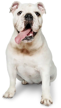 Für jeden Hund
