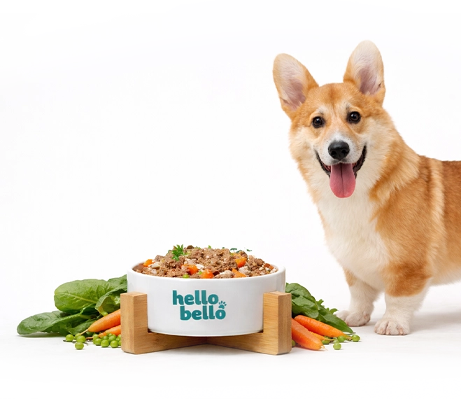 Mobiles Bild frische Rezepte